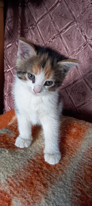 Котята забронированы (4 фото из 5)