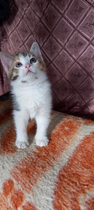 Котята забронированы (5 фото из 5)
