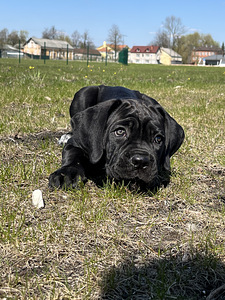 Продам щенка Кане Корсо (3 фото из 10)