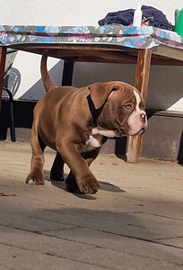 Ameerika bully (3 foto / 5)
