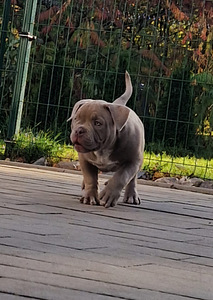 Ameerika bully (5 foto / 5)