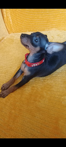 Карликовый пинчер (3 фото из 5)