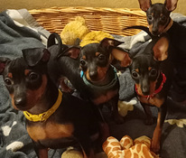 Miniatūrais pinčers