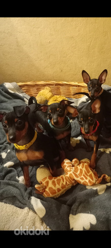 Miniatūrais pinčers