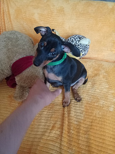 Kääbuspinšer