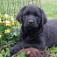 Labrador retrieveri kutsikad/ black labradori kutsikad FCI (foto #1)