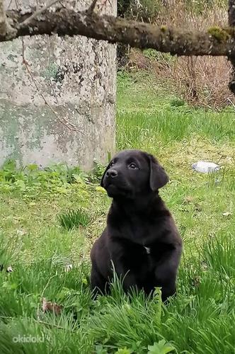 Labrador retrieveri kutsikad/ black labradori kutsikad FCI (foto #2)