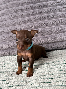 Щенки русского той-терьера (5 фото из 8)