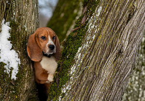 Beagle kutsikad (2 foto / 3)