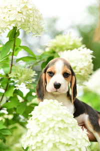 Beagle kutsikaad (4 фото из 7)