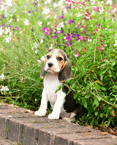 Beagle kutsikaad (6 фото из 7)
