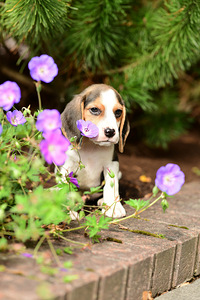 Beagle kutsikaad (7 фото из 7)
