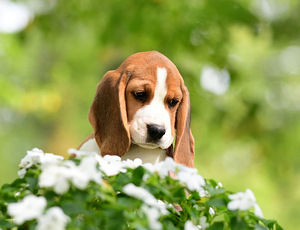 Beagle puppy (3 foto / 7)