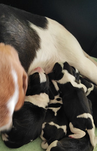 Beagle puppy (7 foto / 7)