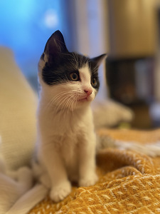 Kiisud, котята (4 фото из 4)