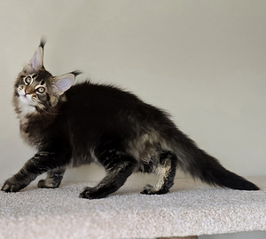Maine Coon (4 foto / 5)