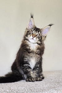 Maine Coon (5 foto / 5)