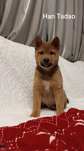 Siba inu (1 foto no 3)