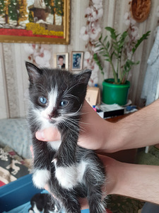 Kassipojad (4 foto / 4)