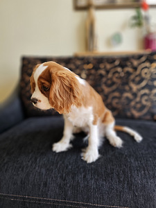 Cavalier king charles spaniel (2 foto / 6)