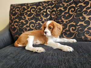 Cavalier king charles spaniel (6 foto / 6)