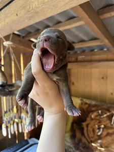 Pitbulli kutsikad Eesti. ameerika pitbullterjer (3 foto / 10)