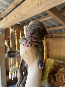 Pitbulli kutsikad Eesti. ameerika pitbullterjer (6 foto / 10)