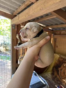 Pitbulli kutsikad Eesti. ameerika pitbullterjer (7 foto / 10)