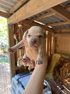 Pitbulli kutsikad Eesti. ameerika pitbullterjer (8 foto / 10)