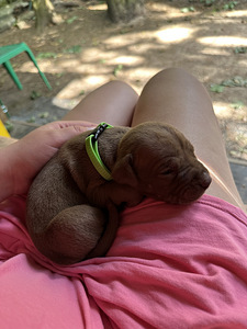 Pitbulli kutsikad Eesti. ameerika pitbullterjer (9 foto / 10)