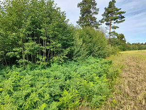 Võsalõikaja (4 foto / 5)