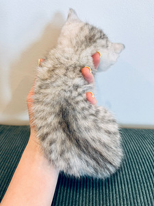 Шотландский котенок (3 фото из 3)
