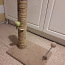 Kraapimispuu kassile (foto #3)