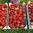 Maasika istikud (foto #2)
