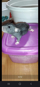 Kesyrotan poikasia (3 valokuva sivusta 4)