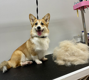 Lemmikloomade juuksur/Groomer (6 foto / 10)