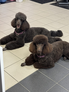 Lemmikloomade juuksur/Groomer (10 foto / 10)