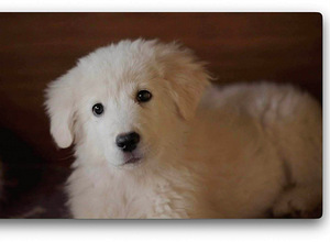 MAREMMA ABRUZZES SHEEPDOG (1 foto / 5)