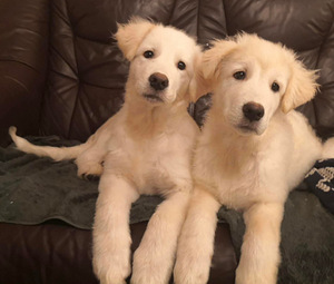 MAREMMA ABRUZZES SHEEPDOG (5 foto / 5)