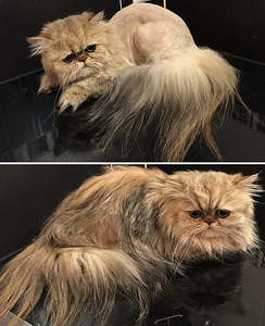 Стрижка кошек (2 фото из 3)