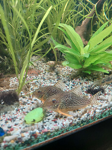 Corydoras sterbai 2tk (2 foto / 2)