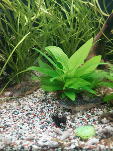 Corydoras panda 2tk, Corydoras paleatus 3tk (1 foto / 4)