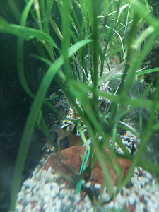 Corydoras panda 2tk, Corydoras paleatus 3tk (4 foto / 4)