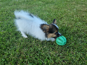 Papillon (3 foto / 10)