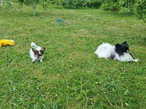 Papillon (5 foto / 10)