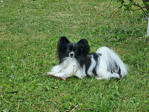 Papillon (7 foto / 10)