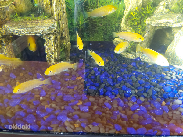 Müüa Labidochromis Yellow. (foto #2)