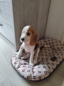 Müüa 2-kuune beagle kutsikas (3 foto / 3)