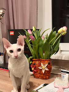 Otsime kassi paaritamiseks (2 foto / 2)