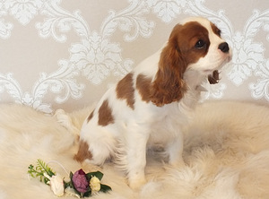 Kavalier king Charles spanjeli kutsikad (1 foto / 4)